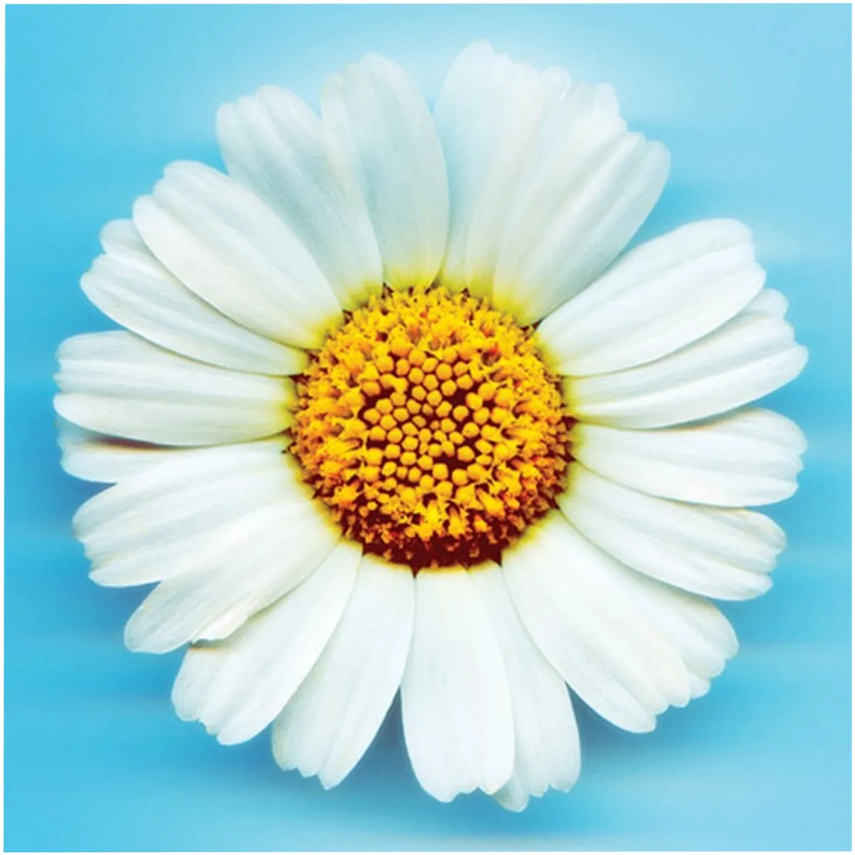 40 cm x 40 cm PM5365